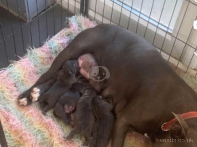 Blue Staffordshire bull terriers for sale in Monkton Up Wimborne, Dorset