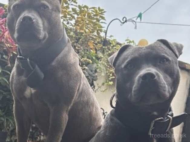 Blue Staffordshire bull terriers Kc registered for sale in Oldham, Greater Manchester - Image 4