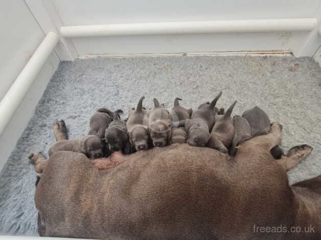 Blue Staffordshire bull terriers short stocky for sale in Rhyl, Denbighshire