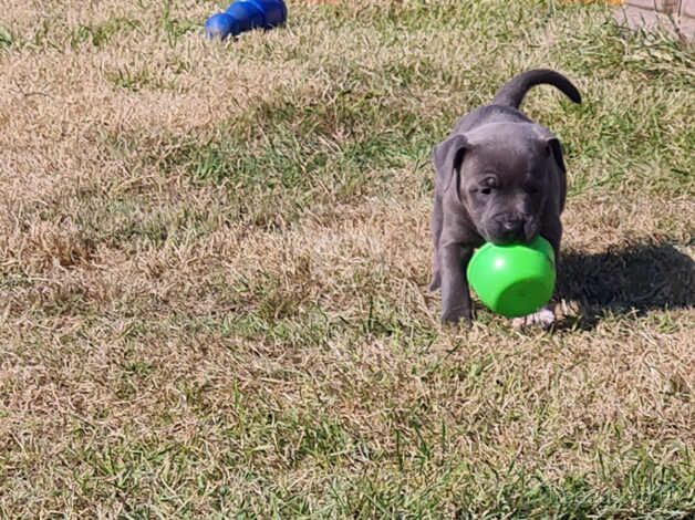 Blue Staffordshire bull terriers short stocky for sale in Rhyl, Denbighshire - Image 2