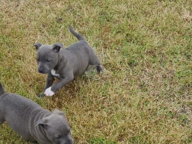 Blue Staffordshire bull terriers short stocky for sale in Rhyl, Denbighshire - Image 3