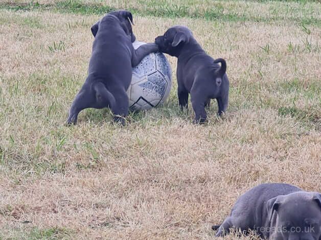 Blue Staffordshire bull terriers short stocky for sale in Rhyl, Denbighshire - Image 4