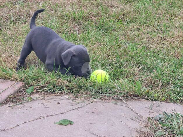 Blue Staffordshire bull terriers short stocky for sale in Rhyl, Denbighshire - Image 5