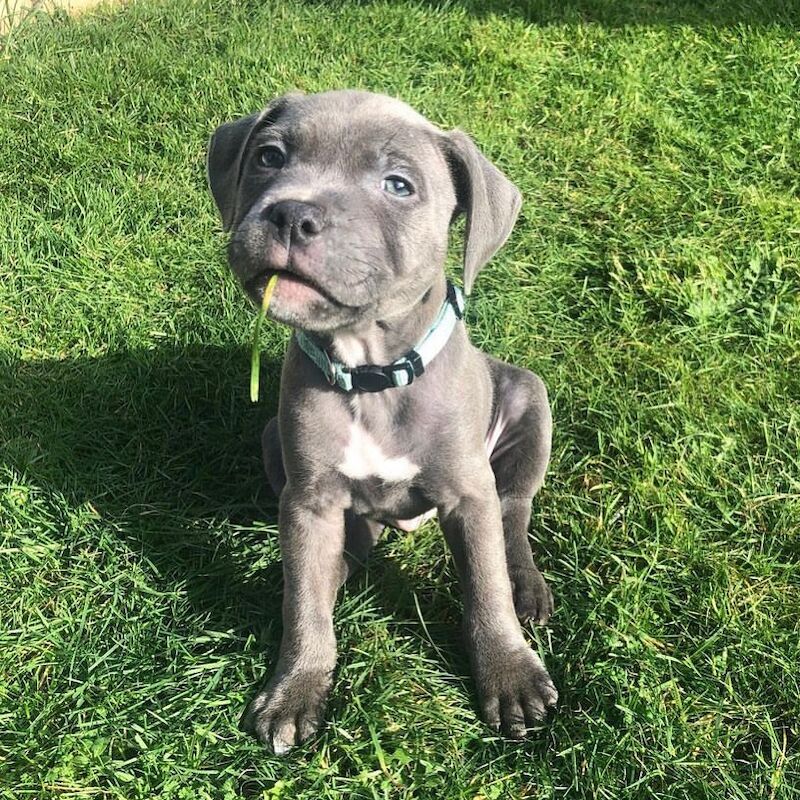 Blue Staffordshire Bull Terrior Puppies For Sale in London, City of London, Greater London