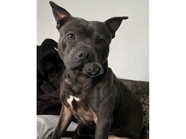 Blue Staffordshire bullterrier for sale in Bolton, East Lothian