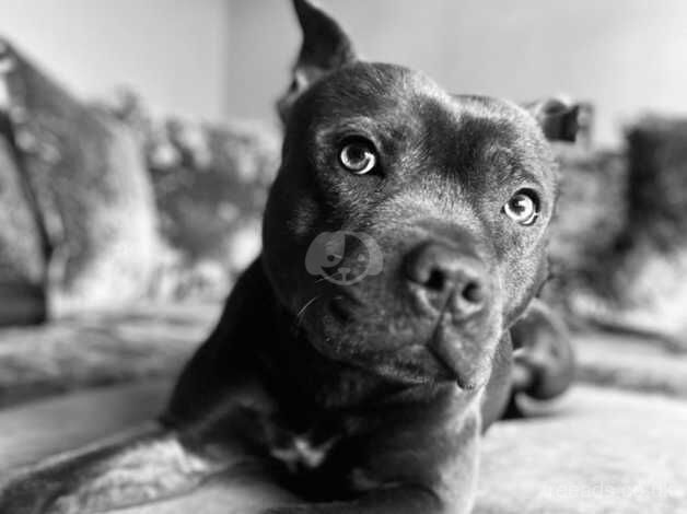 Blue Staffordshire bullterrier for sale in Bolton, East Lothian - Image 2