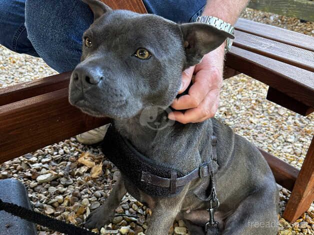 Blue Staffordshire bullterrier for sale in Bolton, East Lothian - Image 3