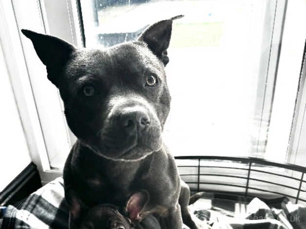 Blue Staffordshire bullterrier for sale in Bolton, East Lothian - Image 4