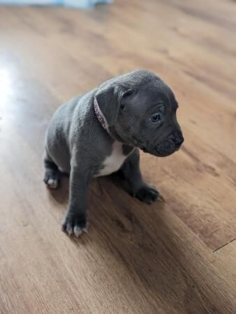 Blue Staffordshire Bullterrier puppies! for sale in Faversham, Kent - Image 1