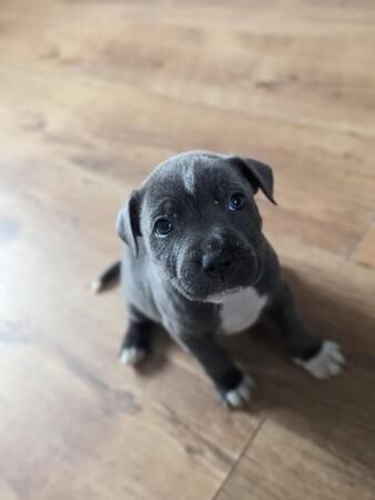 Blue Staffordshire Bullterrier puppies! for sale in Faversham, Kent - Image 2