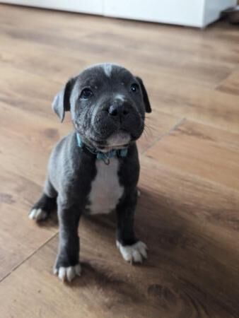 Blue Staffordshire Bullterrier puppies! for sale in Faversham, Kent - Image 3