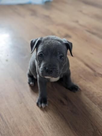 Blue Staffordshire Bullterrier puppies! for sale in Faversham, Kent - Image 4