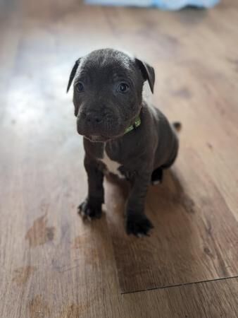 Blue Staffordshire Bullterrier puppies! for sale in Faversham, Kent - Image 5