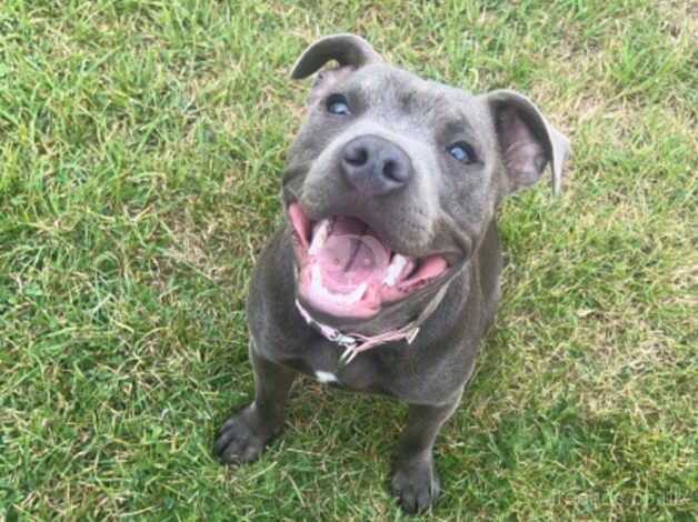 Blue Staffordshire for sale in Dover, Greater Manchester - Image 1