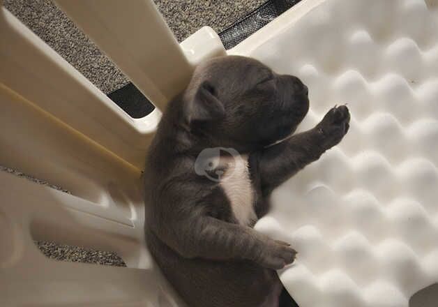 Blue Staffordshire puppies for sale in Gravesend, Kent - Image 3