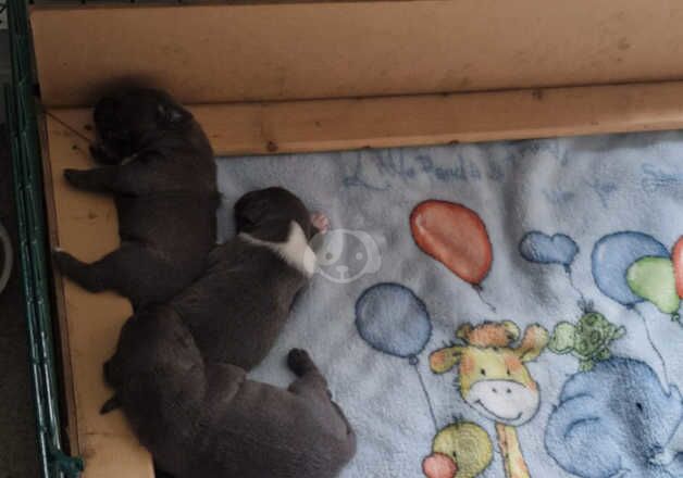 Blue Staffordshire puppies for sale in Gravesend, Kent - Image 4