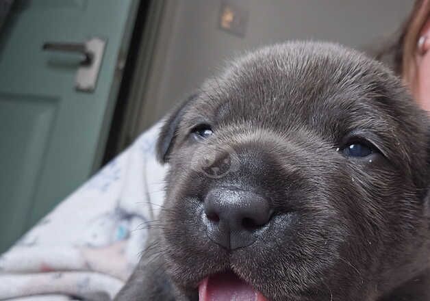 Blue Staffordshire puppies for sale in Gravesend, Kent - Image 5