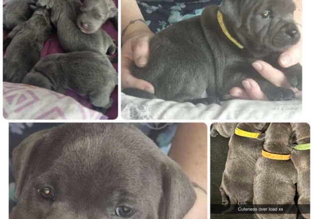 Blue Staffordshire puppys for sale in Leeds, West Yorkshire