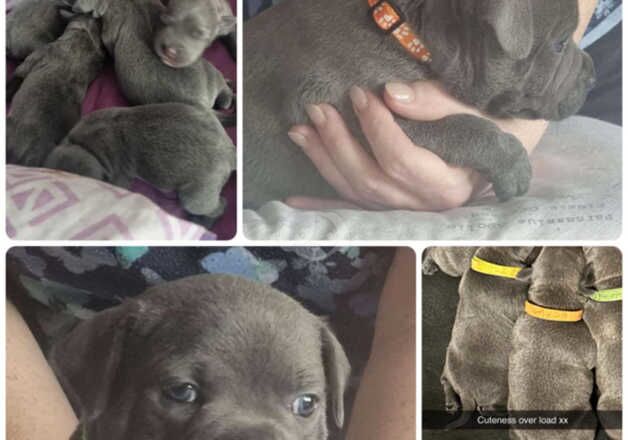 Blue Staffordshire puppys for sale in Leeds, West Yorkshire - Image 3