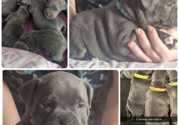 Blue Staffordshire puppys for sale in Leeds, West Yorkshire - Image 5