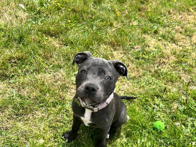 Blue Staffordshire Terrier pup for sale in St Austell, Cornwall