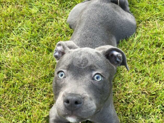 Blue Staffordshire Terrier pup for sale in St Austell, Cornwall - Image 2