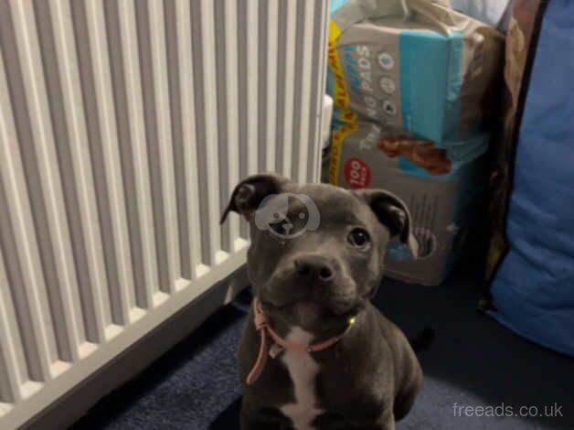 Blue Staffordshire Terrier pup for sale in St Austell, Cornwall - Image 3