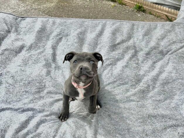 Blue Staffordshire Terrier pup for sale in St Austell, Cornwall - Image 4