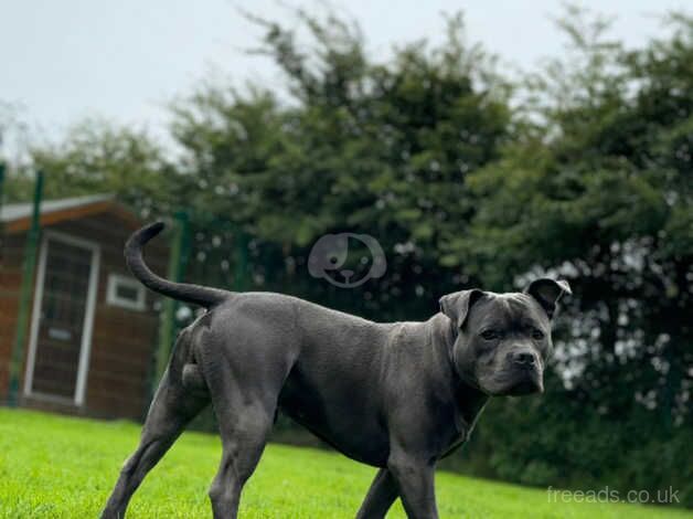 Blue Staffy For Sale in Newtownabbey, Newtownabbey