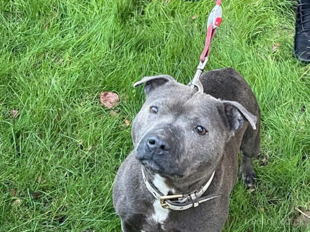 Blue Staffy Frmale for sale in Birmingham, West Midlands