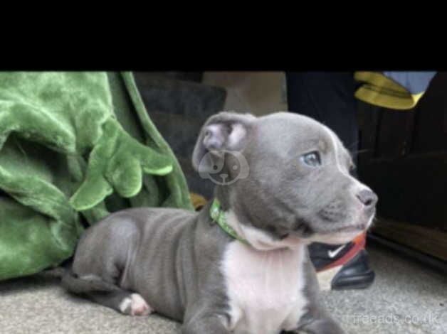 Blue staffy for sale in Dingwall, Highland