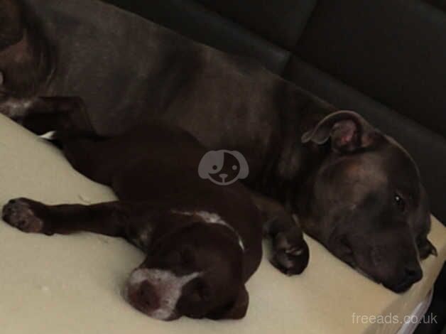 Blue staffy for sale in Newcastle upon Tyne, Tyne and Wear - Image 1