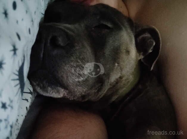 Blue staffy for sale in Newcastle upon Tyne, Tyne and Wear - Image 3