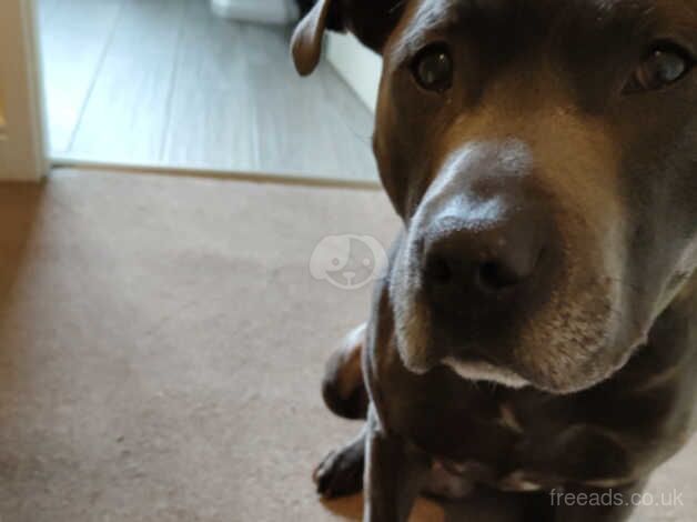 Blue staffy for sale in Newcastle upon Tyne, Tyne and Wear - Image 4