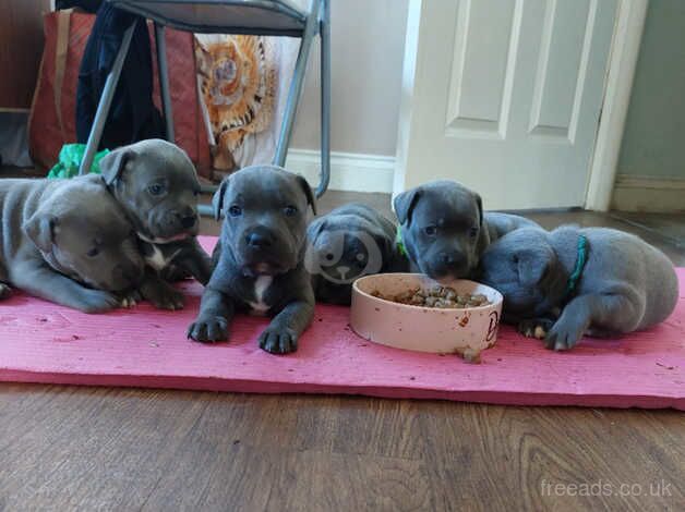 Blue staffy for sale in Wincanton, Somerset