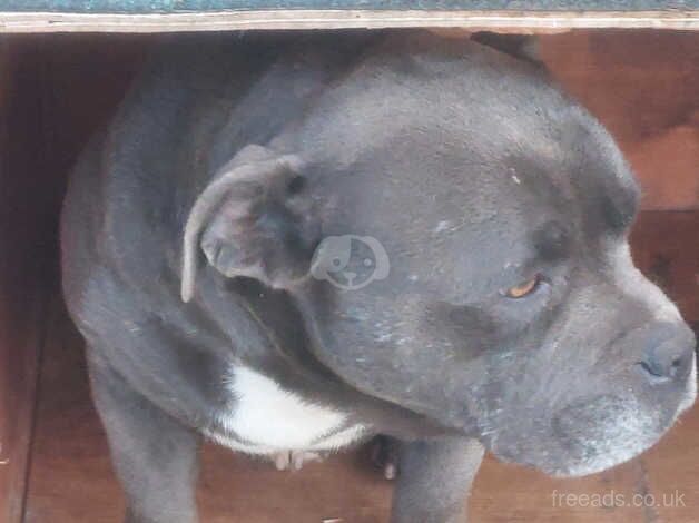 Blue staffy for sale in Wincanton, Somerset - Image 2