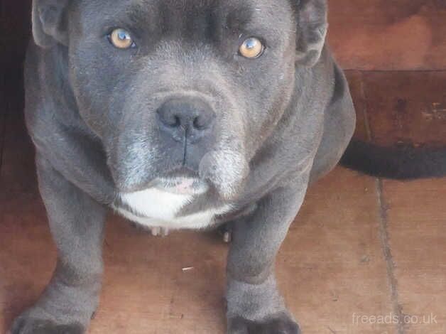 Blue staffy for sale in Wincanton, Somerset - Image 3