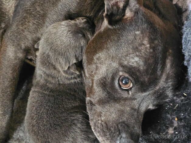 Blue staffy kc registered champ lines for sale in Preston, Lancashire - Image 2