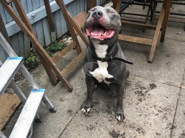 Blue staffy male for sale in Birmingham, West Midlands