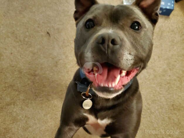 Blue Staffy needs rehoming for sale in Kent, Kent