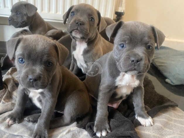 Blue staffy pupies for sale in Bradford, West Yorkshire