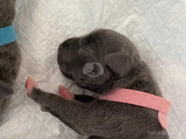 Blue staffy puppiee for sale in South Lanarkshire - Image 2