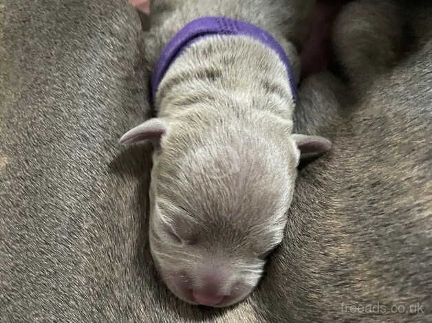 Staffie Puppies for sale