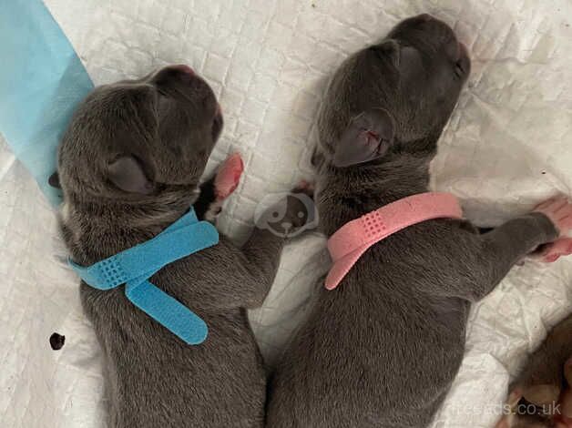 Blue staffy puppiee for sale in South Lanarkshire - Image 5