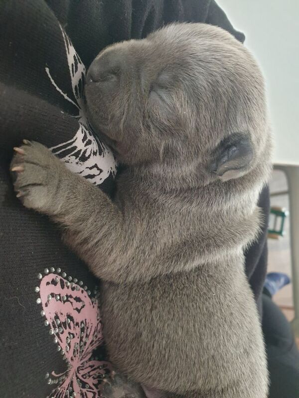 Blue staffy puppies for sale in Islington, Greater London - Image 5