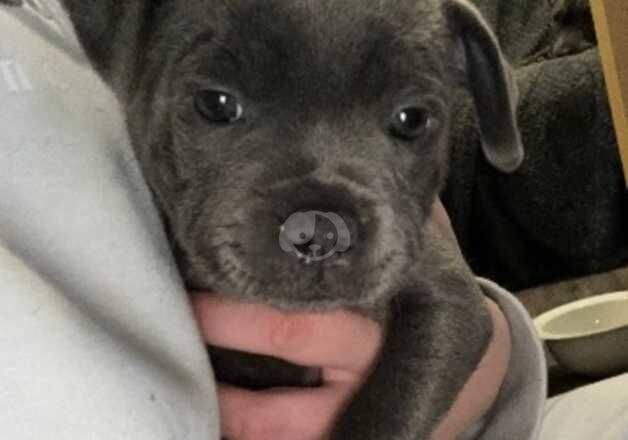 Blue staffy puppies for sale in Sheerness, Kent