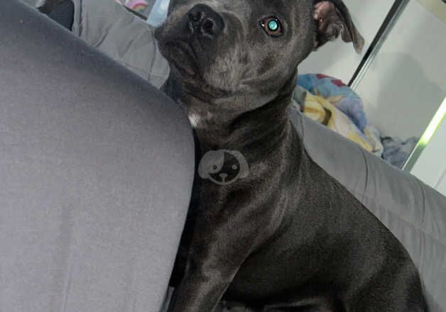 Blue staffy puppies for sale in Sheerness, Kent - Image 2