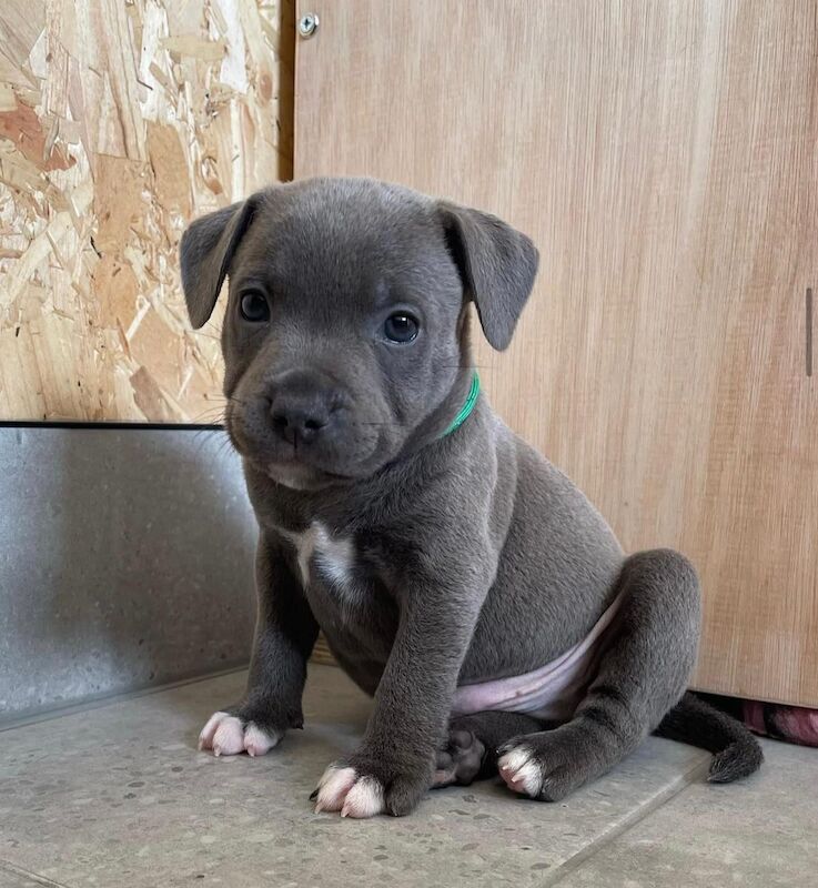 Blue staffy puppies KC registered for sale in Nottinghamshire - Image 1