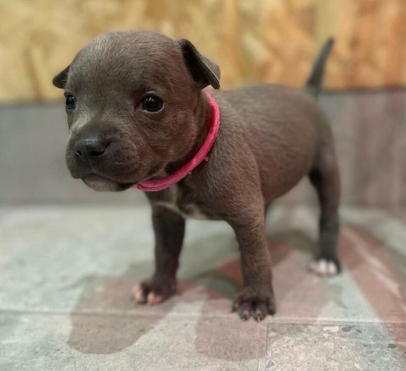 Blue staffy puppies KC registered for sale in Nottinghamshire - Image 2