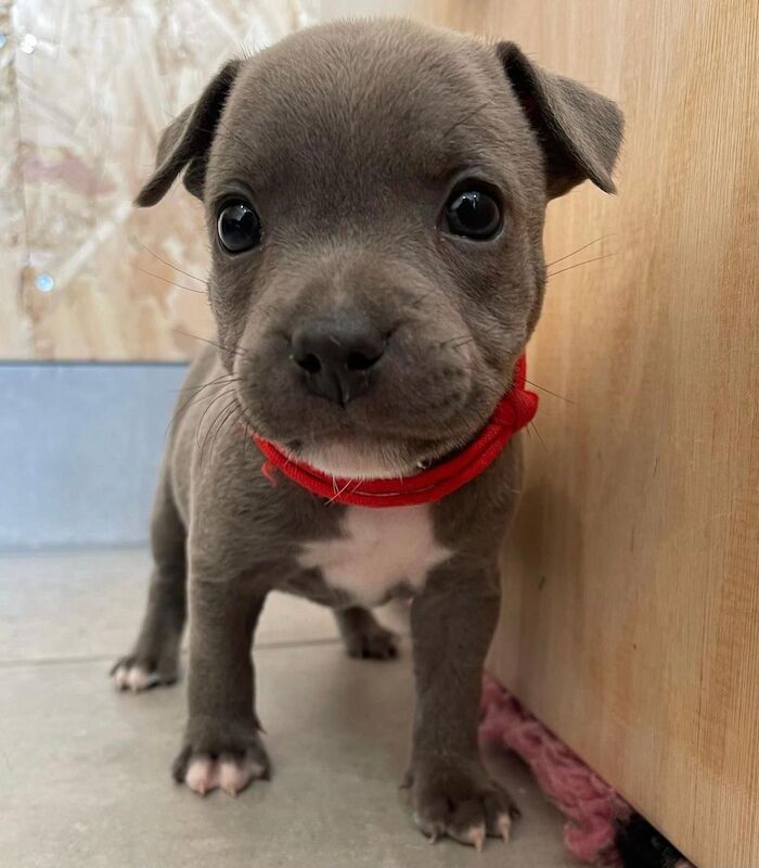 Blue staffy puppies KC registered for sale in Nottinghamshire - Image 3